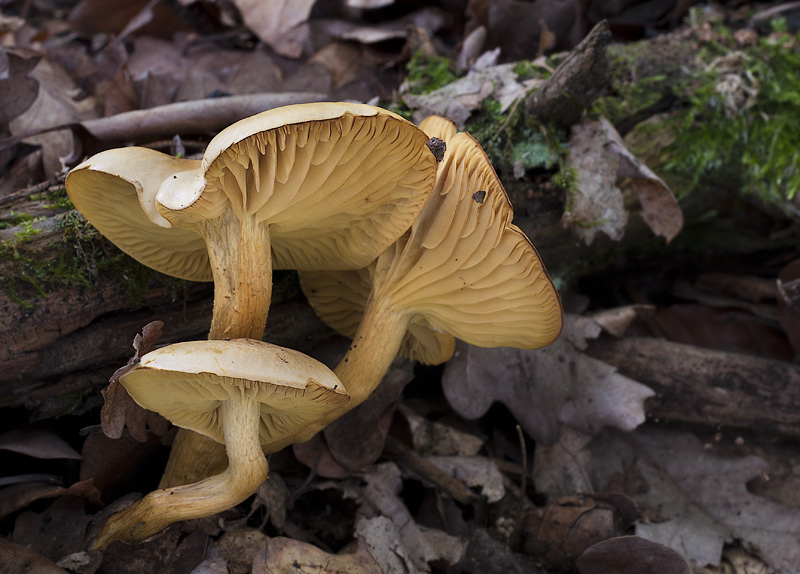 Tricholoma sulphureum